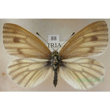 Pieris bryoniae (Hübner, 1806) female Bielinek bryonie Austria88